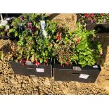 12 POTTED FUCHSIA PLANTS TO INCLUDE DEEP PURPLE, LADY BOOTHBY, DARK EYES, HOLY BEAUTY ETC.