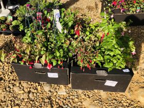 12 POTTED FUCHSIA PLANTS TO INCLUDE DEEP PURPLE, LADY BOOTHBY, DARK EYES, HOLY BEAUTY ETC.