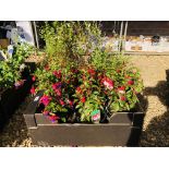 6 POTTED FUCHSIA PLANTS ALONG WITH 10 POTTED SALVIAS PLANTS.