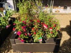 6 POTTED FUCHSIA PLANTS ALONG WITH 10 POTTED SALVIAS PLANTS.
