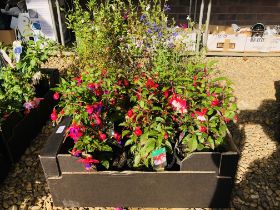 6 POTTED FUCHSIA PLANTS ALONG WITH 10 POTTED SALVIAS PLANTS.