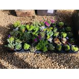 45 MIXED ALPINE AND ROCKERY PLANTS TO INCLUDE SEMPERVIVUM ETC.