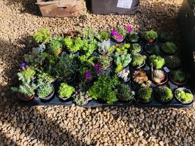 45 MIXED ALPINE AND ROCKERY PLANTS TO INCLUDE SEMPERVIVUM ETC.