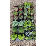 42 POTTED ALPHINE AND ROCKERY PLANTS.