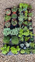 42 POTTED ALPHINE AND ROCKERY PLANTS.