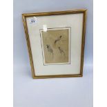 A FRAMED PENCIL BIRD SKETCH "BIRDS OF PARADISE" ATTRIBUTED TO ROLAND GREEN, 12CM X 17CM.