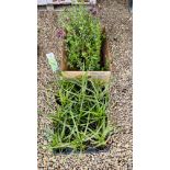 15 POTTED MIXED SALVIAS ALONG WITH 12 POTTED CAREX GRASS.