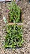 15 POTTED MIXED SALVIAS ALONG WITH 12 POTTED CAREX GRASS.