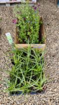 15 POTTED MIXED SALVIAS ALONG WITH 12 POTTED CAREX GRASS.