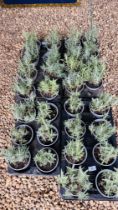 30 POTTED LAVENDER PLANTS.