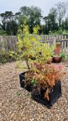 AN ESTABLISHED POTTED BAY TREE ALONG WITH A FURTHER COPPER / RED LEAFED SHRUB - POT A/F.