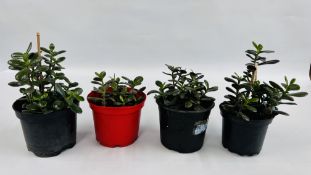 FOUR POTTED JADE / MONEY PLANTS.