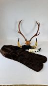 A SET OF HORNS AND A SET OF STAGG ANTLERS AND VINTAGE FUR STOLE.