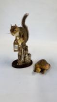 A TAXIDERMY STUDY OF A SQUIRREL EATING A NUT AND A TORTOISE.