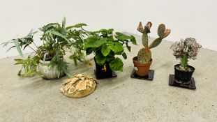 A GROUP OF FOUR INDOOR POTTED PLANTS INCLUDING CACTI ETC.