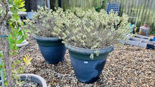 A PAIR OF VERY LARGE PLASTIC GARDEN PLANTING POTS AND CONTENTS POTS - DIAMETER 60CM, HEIGHT 55CM.