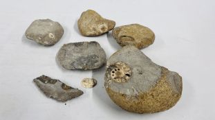 A COLLECTION OF FOSSIL / STONE SAMPLES.