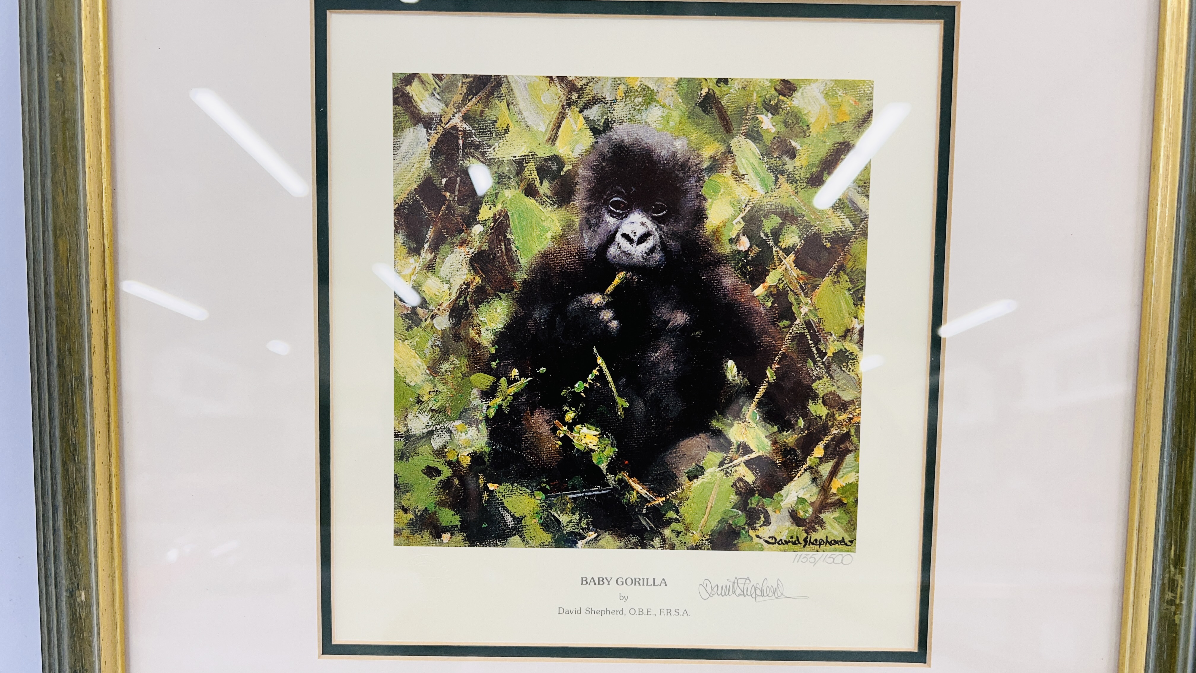 LIMITED EDITION DAVID SHEPHERD PRINT "BABY GORILLA" # 1135/1500 FRAMED AND MOUNTED (BEARING PENCIL - Image 2 of 3