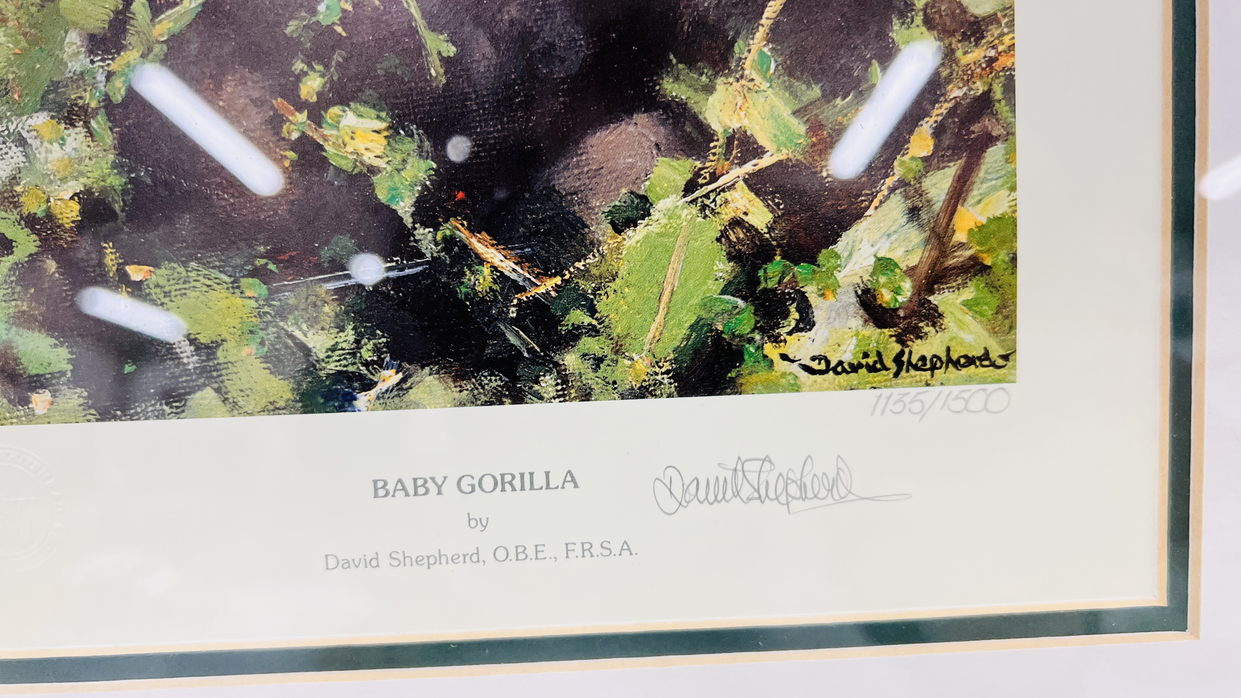 LIMITED EDITION DAVID SHEPHERD PRINT "BABY GORILLA" # 1135/1500 FRAMED AND MOUNTED (BEARING PENCIL - Image 3 of 3