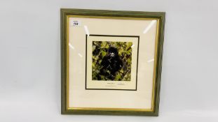 LIMITED EDITION DAVID SHEPHERD PRINT "BABY GORILLA" # 1135/1500 FRAMED AND MOUNTED (BEARING PENCIL