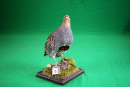 TAXIDERMY STUDY OF ENGLISH PARTRIDGE ON WOODEN PLINTH BEARING LABEL H.R.