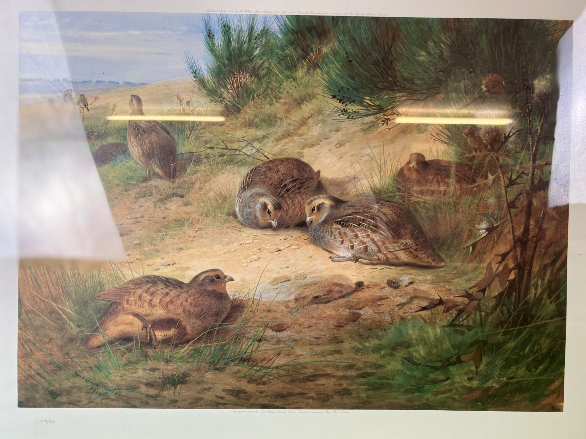 TWO ARCHIBOLD THORBURN LIMITED EDITION FRAMED PRINTS TO INCLUDE FRENCH PARTRIDGE IN A HEATHLAND - Image 6 of 6