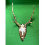 A RED DEER SKULL AND ANTLERS MOUNTED ON WOODEN SHIELD - NO POSTAGE OR PACKING AVAILABLE