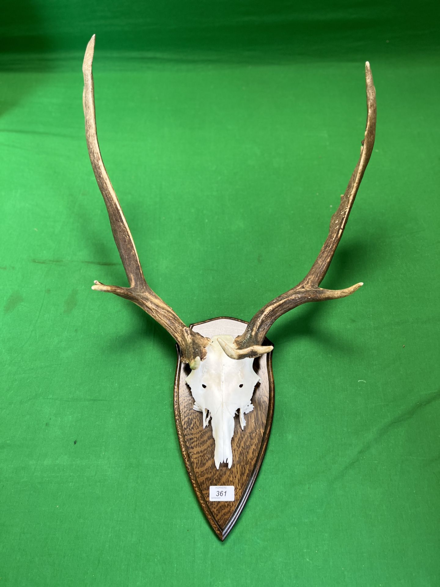 A RED DEER SKULL AND ANTLERS MOUNTED ON WOODEN SHIELD - NO POSTAGE OR PACKING AVAILABLE