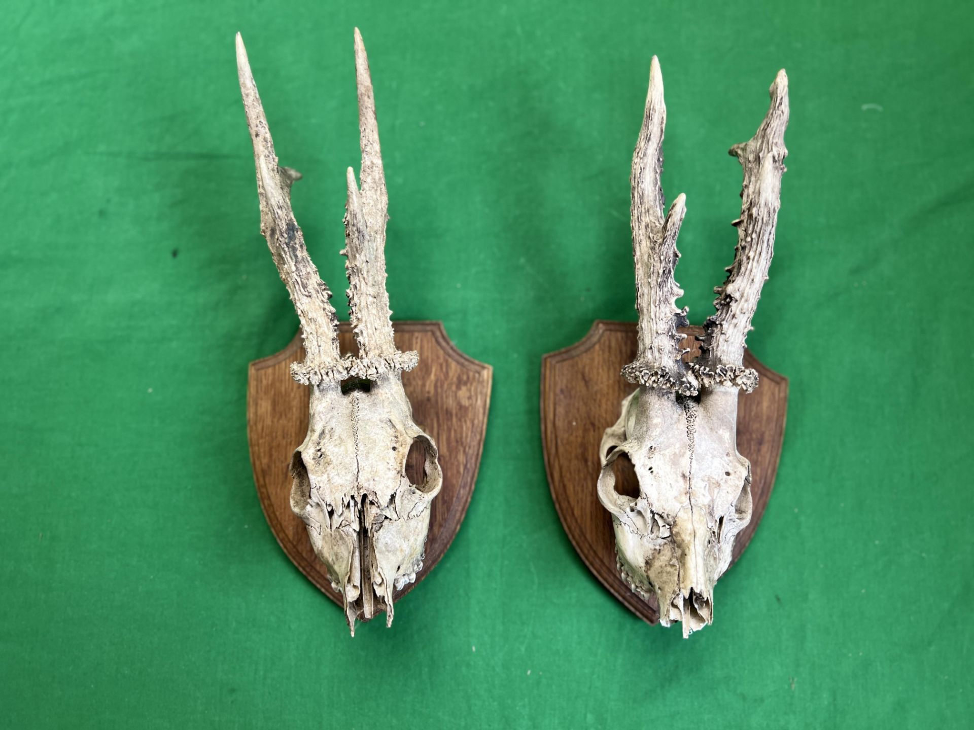 TWO ROE DEER SKULL AND ANTLERS MOUNTED ON WOODEN SHIELD - NO POSTAGE OR PACKING AVAILABLE