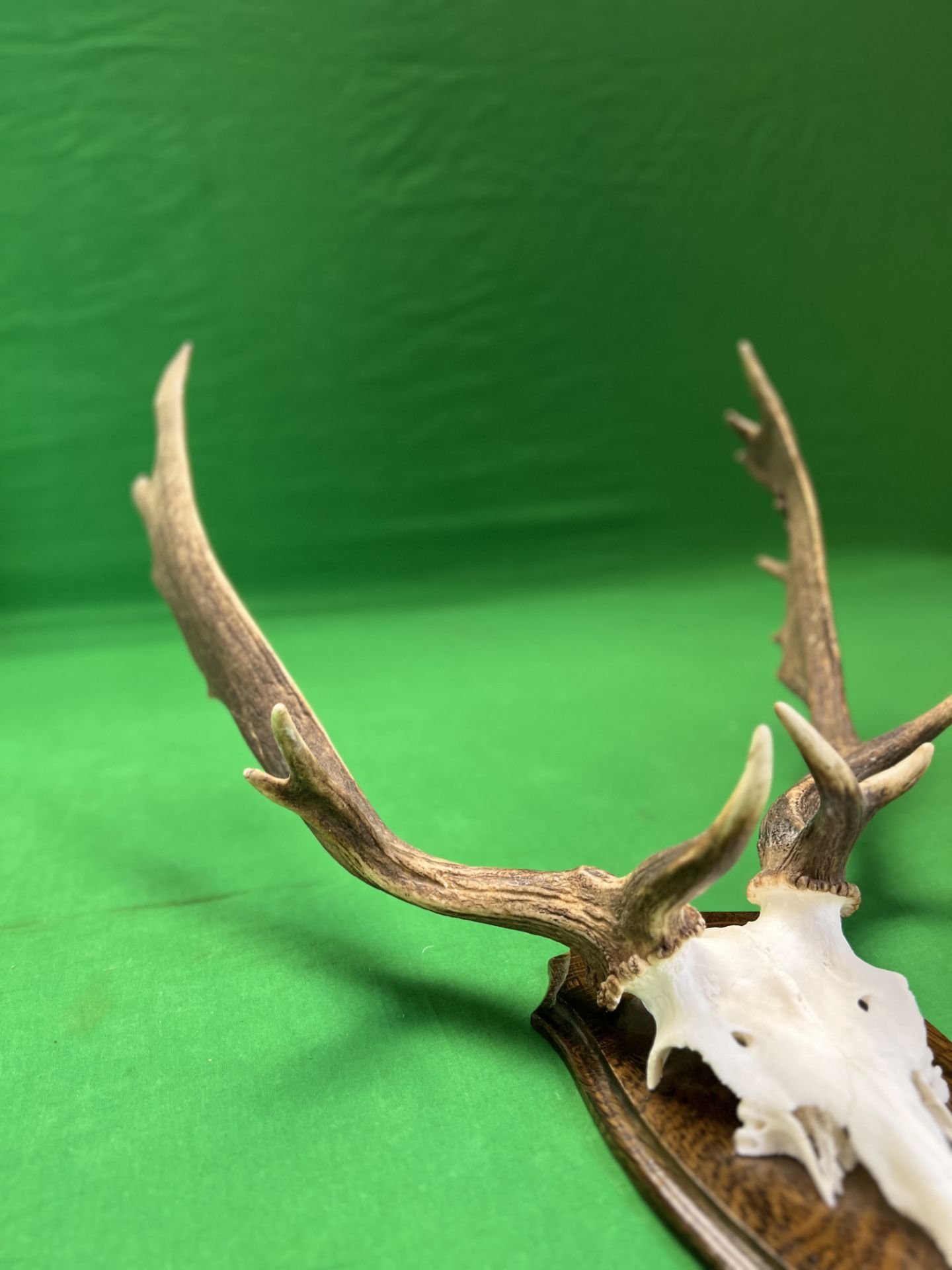 A RED DEER SKULL AND ANTLERS MOUNTED ON WOODEN SHIELD - NO POSTAGE OR PACKING AVAILABLE - Image 4 of 5