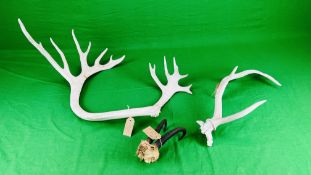 2 RED DEER ANTLERS ALONG WITH A SKULL MOUNT AND ANTLERS