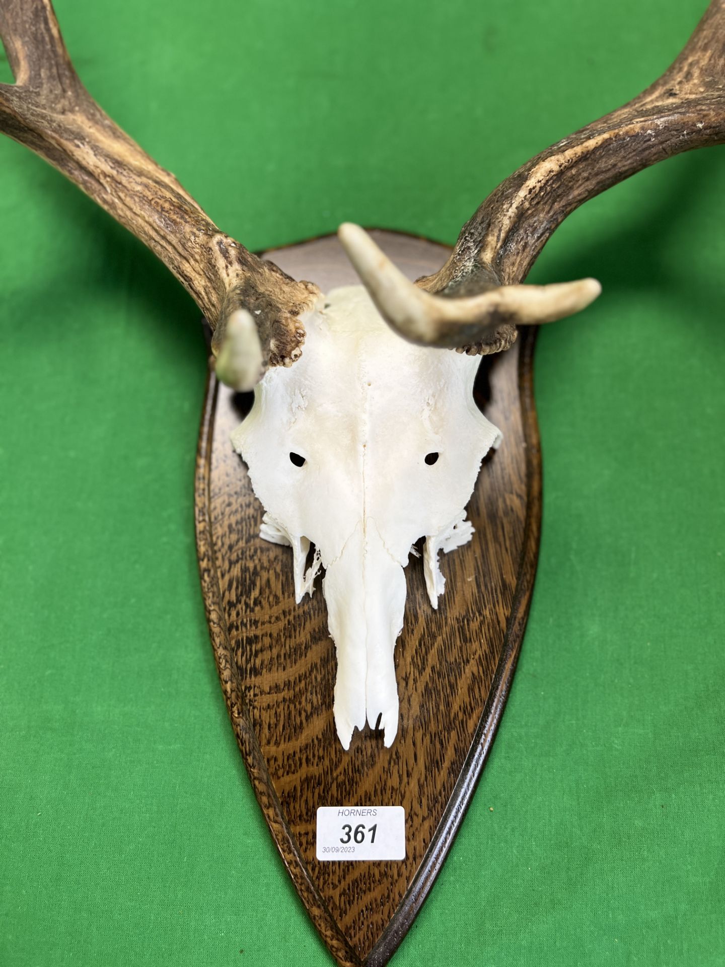 A RED DEER SKULL AND ANTLERS MOUNTED ON WOODEN SHIELD - NO POSTAGE OR PACKING AVAILABLE - Image 2 of 5