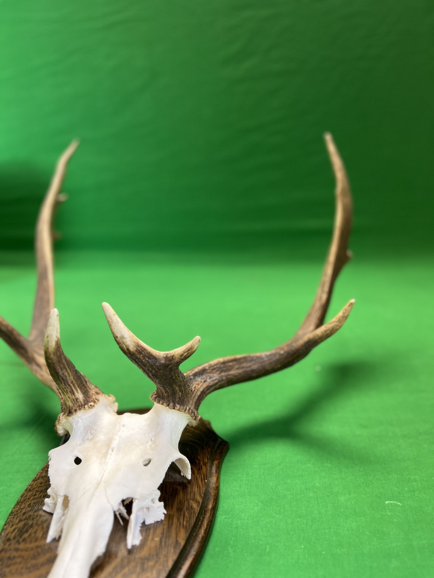 A RED DEER SKULL AND ANTLERS MOUNTED ON WOODEN SHIELD - NO POSTAGE OR PACKING AVAILABLE - Image 3 of 5