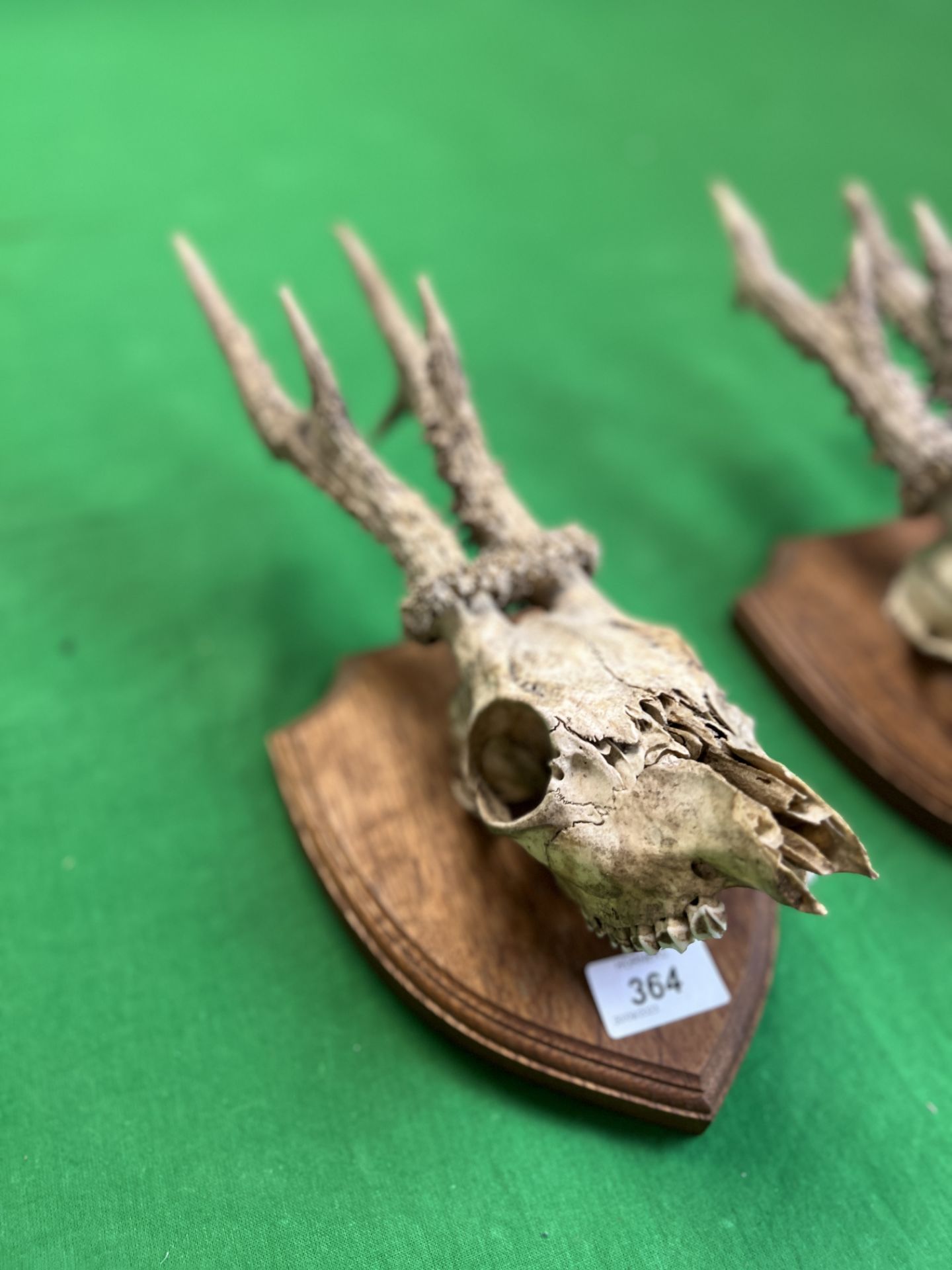 TWO ROE DEER SKULL AND ANTLERS MOUNTED ON WOODEN SHIELD - NO POSTAGE OR PACKING AVAILABLE - Bild 5 aus 5