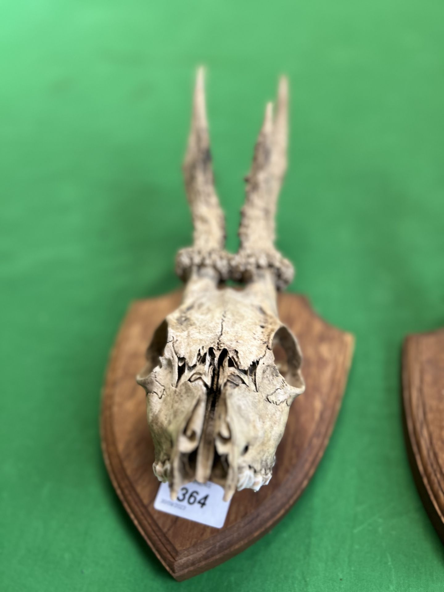 TWO ROE DEER SKULL AND ANTLERS MOUNTED ON WOODEN SHIELD - NO POSTAGE OR PACKING AVAILABLE - Bild 4 aus 5