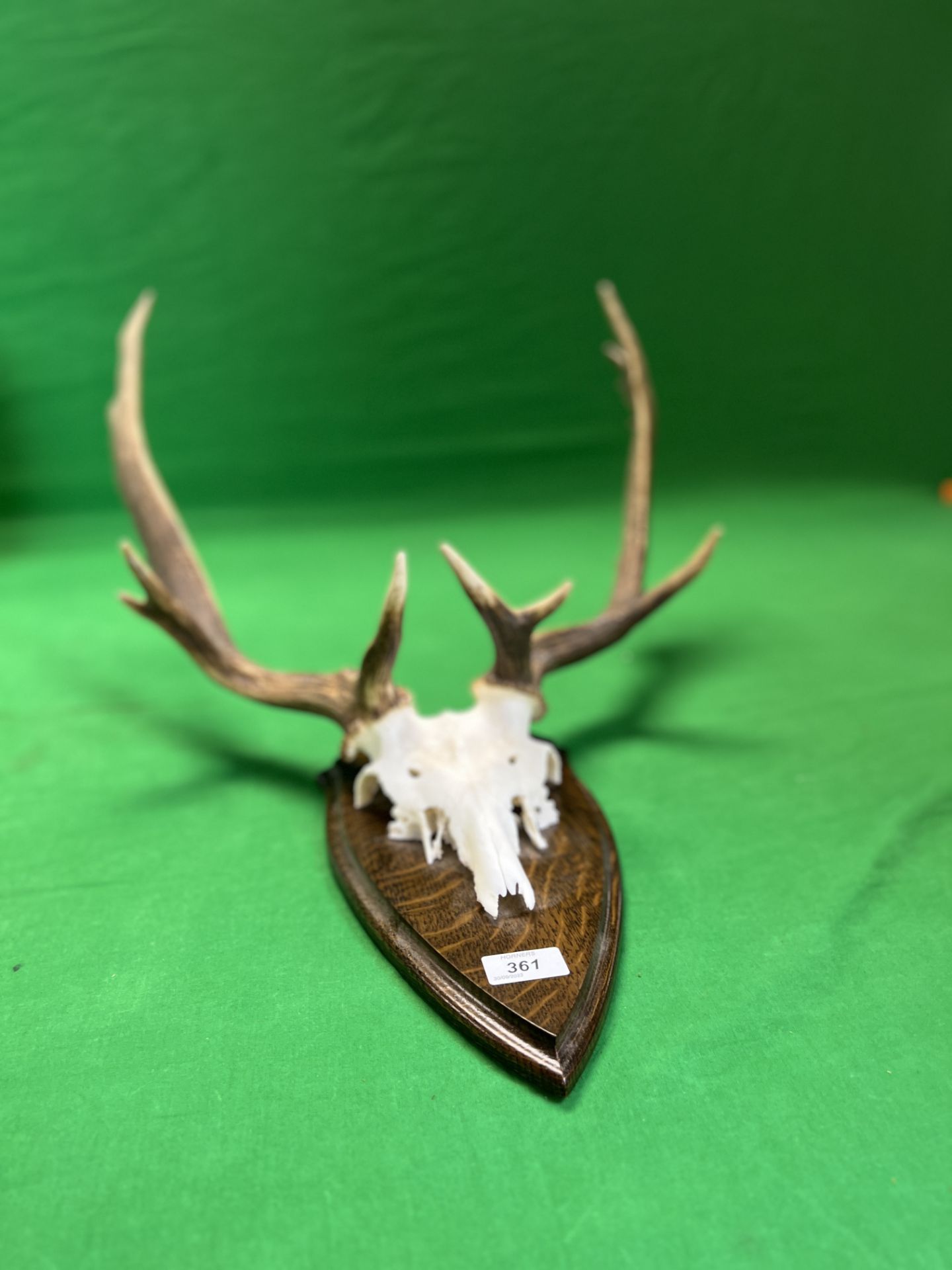 A RED DEER SKULL AND ANTLERS MOUNTED ON WOODEN SHIELD - NO POSTAGE OR PACKING AVAILABLE - Image 5 of 5