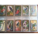 A COLLECTION IN BIRD THEMED CIGARETTE AND TRADE CARDS IN FOUR ALBUMS, SETS AND PART SETS, PLAYERS,