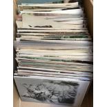THE DEREHAM POSTCARD HOARD: BOX WITH ANIMALS, BIRDS, CATS, DOGS,