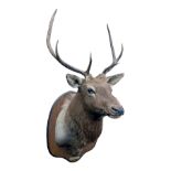 A FINE CAPE AND HEAD MOUNT OF AN EIGHT POINT ELK STAG, mounted on a wooden plinth with a brass