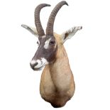 A CAPE AND HEAD MOUNT OF A ROAN ANTELOPE, with approx. 27in. horns.