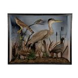 A JOHN COLE OF NORWICH VINTAGE CASED DISPLAY OF VARIOUS FULL-MOUNTED BIRDS, comprising of a heron, a