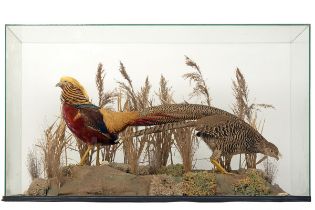 A FINE CASED BRACE OF GOLDEN PHEASANTS (Chrysolophus pictus), male and female set in their