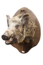 A CAPE AND HEAD MOUNT OF A EUROPEAN WILD BOAR (Sus scrofa), mounted on a wooden plaque.