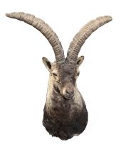 A CAPE AND HEAD MOUNT OF A GREDOS IBEX (Capra pyrenaica victoriae), with approx. 25in. horns.