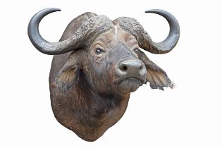 A CAPE AND HEAD MOUNT OF A CAPE BUFFALO (Syncerus caffer caffer), with approx. 27in. horns, 8 1/2in.