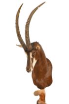 A FREE STANDING CAPE MOUNT OF A SABLE ANTELOPE (Hippotragus niger), with approx. 39in. horns,
