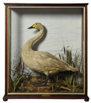 JAMES HUTCHINGS OF ABERYSTWYTH (1840-1953) A VINTAGE CASED FULL-MOUNT OF A JUVENILE BEWICK'S SWAN,