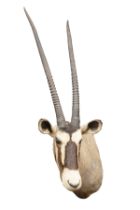 A CAPE AND HEAD MOUNT OF A GEMSBOK (Oryx gazella), with approx. 39in. horns.