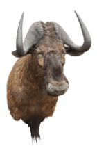 A CAPE AND HEAD MOUNT OF A BLACK WILDEBEEST (Connochaetes gnou), with approx. 28in. horns.