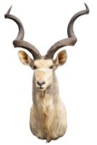 A CAPE AND HEAD MOUNT OF A KUDU BULL (Tragelaphus strepsiceros), with approx. 50in. horns.